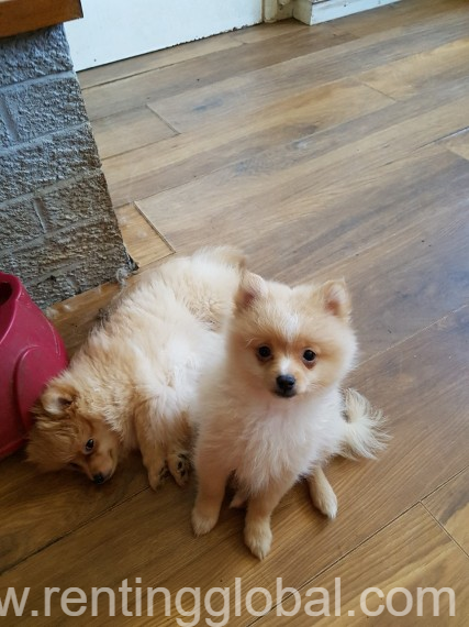 www.rentingglobal.com, renting, global, New York, NY, USA, Beautiful Siberian husky puppies for adoption