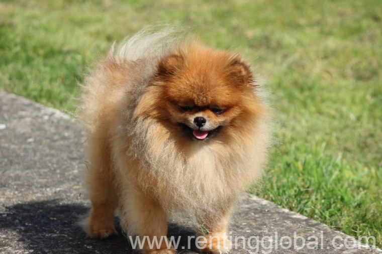 www.rentingglobal.com, renting, global, New York, NY, USA, pomeranian puppies, Beautiful pomeranian puppy for adoption