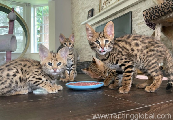 www.rentingglobal.com, renting, global, 78000 Versailles, France, maman237, caracal, serval, savannah kitten 