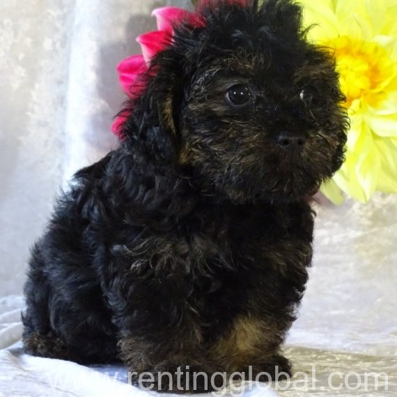 www.rentingglobal.com, renting, global, Queen Elizabeth's Walk, Barnes, London SW13 9WT, UK, Puppies for sale Yorkshire Terrier Ukraine