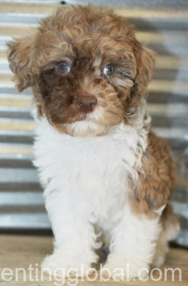 www.rentingglobal.com, renting, global, Pomeranian Voivodeship, Poland, Yorkshire Terrier for sale/adoption Text or call (201) 801-8104