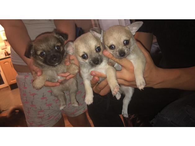 www.rentingglobal.com, renting, global, Krasnik, Poland, 3 chihuahua puppies for sale