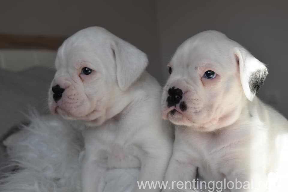 www.rentingglobal.com, renting, global, 5211 's-Hertogenbosch, Netherlands, Beautiful litter off four french bull dog puppies looking for loving forever homes