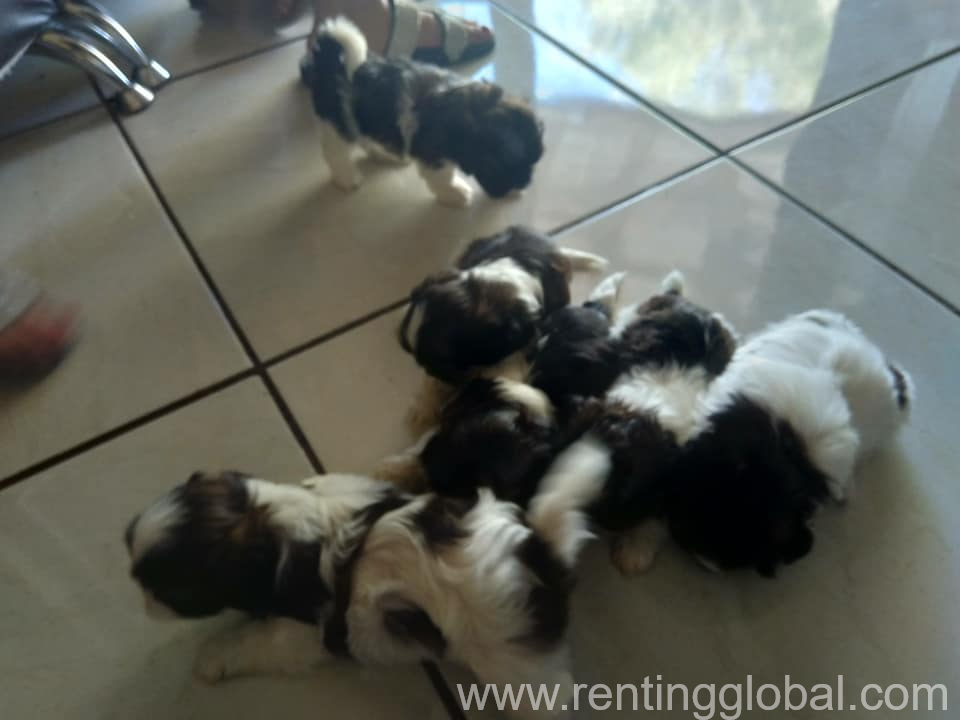 www.rentingglobal.com, renting, global, 42700 Keuruu, Finland, shih tzu  puppies ready to leave now they are stunning little puppies