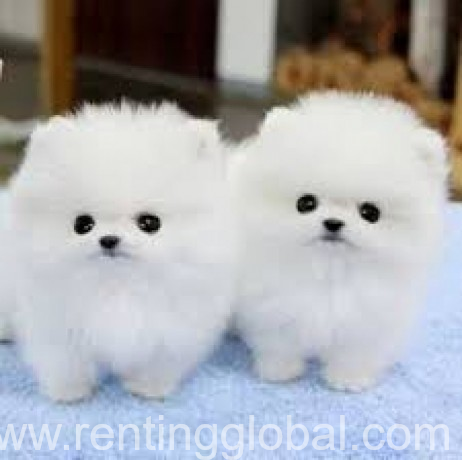 www.rentingglobal.com, renting, global, Avenue Fonsny 47B, 1060 Brussel, Belgium, 11weeks old very pretty pom babies