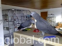 www.rentingglobal.com, renting, global, Aiea, HI 96701, USA, kingsleybills4@gmail.com, Adorable African Grey Parrot For Sale