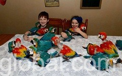 www.rentingglobal.com, renting, global, Aiea, HI 96701, USA, kingsleybills4@gmail.com, Parrots and Eggs for Sale