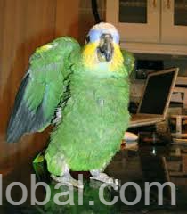 www.rentingglobal.com, renting, global, Aiea, HI 96701, USA, kingsleybills4@gmail.com, Get this adorable Amazon parrots for an incredibly affordable