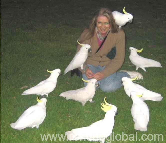www.rentingglobal.com, renting, global, Aiea, HI 96701, USA, kingsleybills4@gmail.com, Beautiful Female Cockatiel - Great Companion