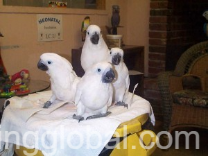 www.rentingglobal.com, renting, global, Aiea, HI 96701, USA, kingsleybills4@gmail.com, We have beautifull male and female umbrella Cockatoos for sale