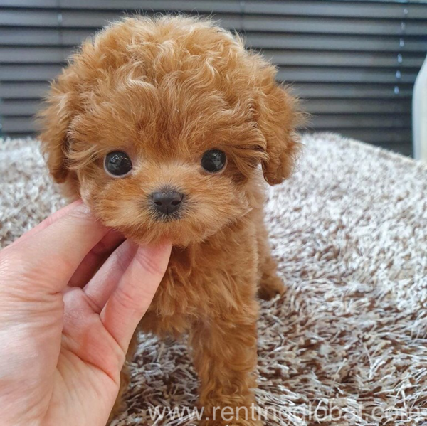 www.rentingglobal.com, renting, global, Kuwait City, Kuwait, they are akc and vet checked and very socialized with kids and other pets, and potty trained. ready for a new happy and pet loving home. they are very sweet and cute, if interested please contact me via (  ‪‬ ‪+237 6 94 22 98 18‬ ), Poodle puppies for rehoming 