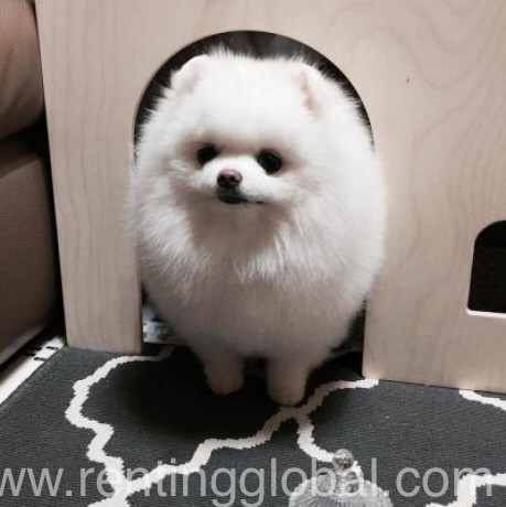 www.rentingglobal.com, renting, global, Terminal 3, Indira Gandhi International Airport, New Delhi, Delhi 110037, India, they are akc and vet checked and very socialized with kids and other pets, and potty trained. ready for a new happy and pet loving home. they are very sweet and cute, if interested please contact me via (sarahsimson468@gmail.com), Adorable Pomeranian puppies for rehoming 