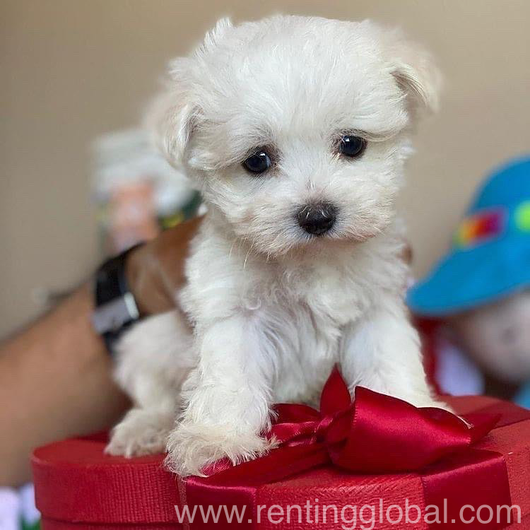 www.rentingglobal.com, renting, global, Amsterdam, Netherlands, they are akc and vet checked and very socialized with kids and other pets, and potty trained. ready for a new happy and pet loving home. they are very sweet and cute, if interested please contact me via (sarahsimson468@gmail.com), Maltese puppies 