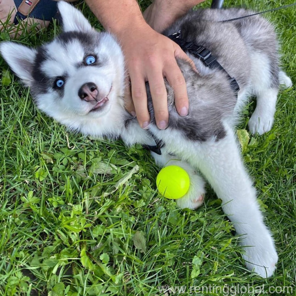 www.rentingglobal.com, renting, global, Tamarac, FL, USA, puppy, Lovely husky puppy