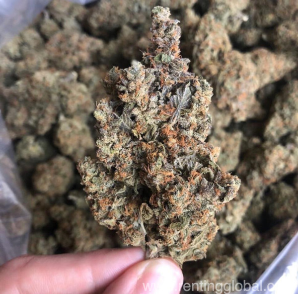 www.rentingglobal.com, renting, global, United States, #420cannabis products,medical marijuana,weed,cannabis, Recreational and medicinal cannabis products available for sale 