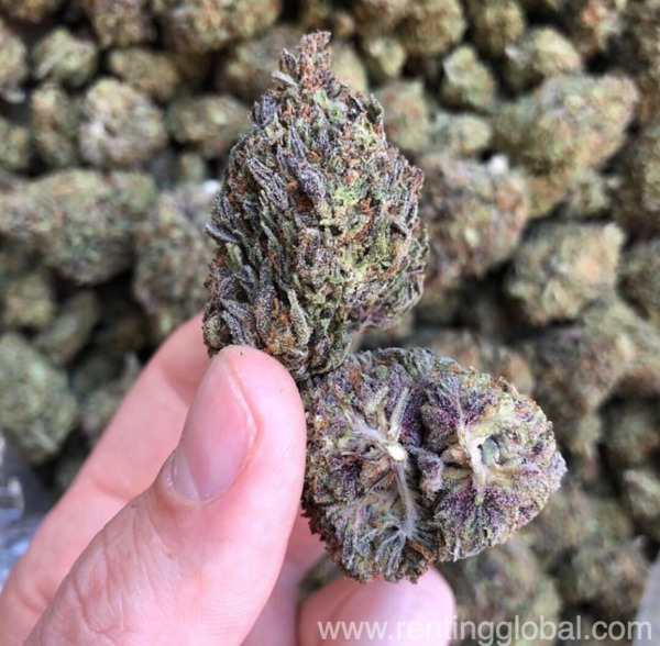 www.rentingglobal.com, renting, global, United States, cannabis,weed,vape,vape cartridges,cbdoil,thc oils, Buy quality cannabis products at affordable prices