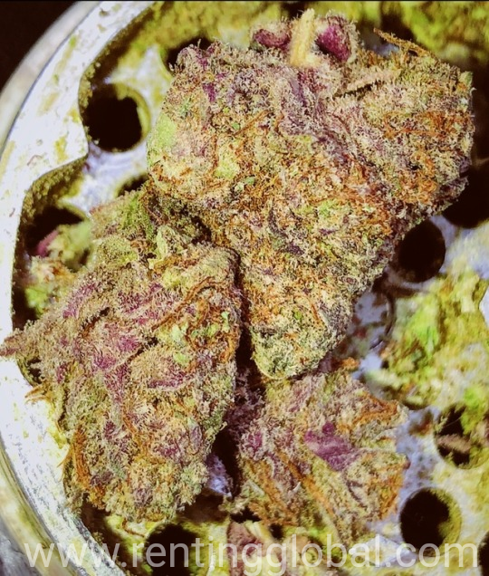 www.rentingglobal.com, renting, global, Sydney NSW, Australia, laptop, table, chair, tv, Medical Marijuana strains xanax Oxycodone Adderall mdma coke LSD DMT