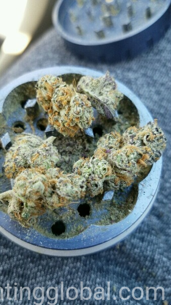 www.rentingglobal.com, renting, global, New York, NY, USA, laptop, cooker, Medical Marijuana strains xanax Oxycodone ecstasy cocaine mdma LSD DMT steroid, xanax