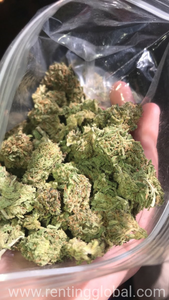 www.rentingglobal.com, renting, global, Las Vegas, NV, USA, laptop, iphone, cars, tv, Medical Marijuana strains xanax Oxycodone ecstasy, cocaine, Adderall LSD Meth
