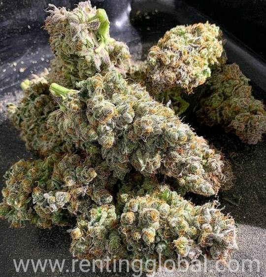 www.rentingglobal.com, renting, global, 15 Hospital Ave, Nedlands WA 6009, Australia, Medical Marijuana strains xanax Oxycodone Adderall mdma coke LSD DMT