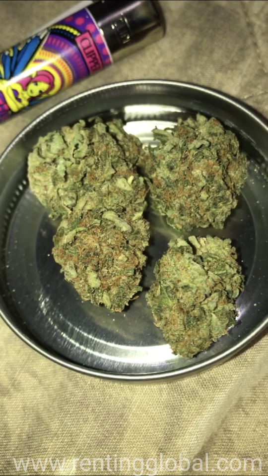 www.rentingglobal.com, renting, global, Brisbane QLD, Australia, Medical Marijuana strains xanax Oxycodone Adderall mdma coke LSD DMT