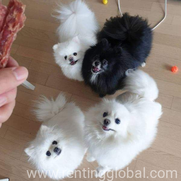 www.rentingglobal.com, renting, global, California, USA, Adorable pimeranian puppies for sale 