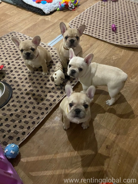 www.rentingglobal.com, renting, global, Farm Cl, Maidenhead SL6 5JE, UK, french bulldog puppies and mom, French bulldog 