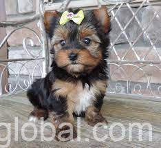 www.rentingglobal.com, renting, global, Swedenborgsgatan, Stockholm, Sweden, mini yorkshier terrrier puppies, Mini Yorkshier Terrrier Puppies For Sale a