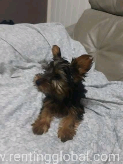 www.rentingglobal.com, renting, global, Chennai, Tamil Nadu, India, Yorkie puppies 