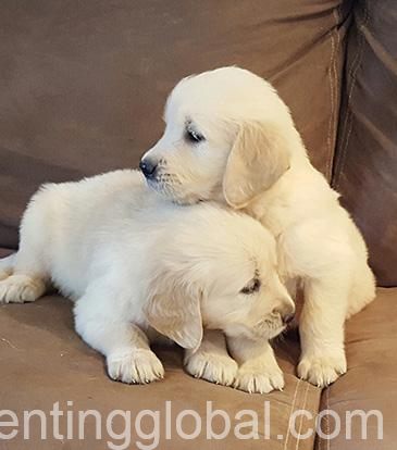 www.rentingglobal.com, renting, global, Los Angeles, CA, USA, Adorable Golden Retrievers puppies