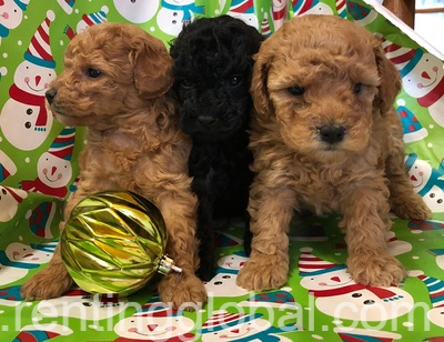 www.rentingglobal.com, renting, global, Florence, Metropolitan City of Florence, Italy, Stunning Toy Poodles