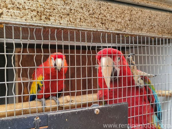 www.rentingglobal.com, renting, global, Brussels, Belgium, Scarlett Macaws