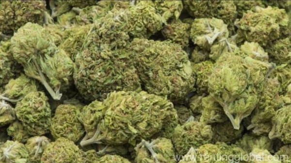 www.rentingglobal.com, renting, global, California, USA, weed is health, MEDICAL MARIJUANA IN ALL FORMS