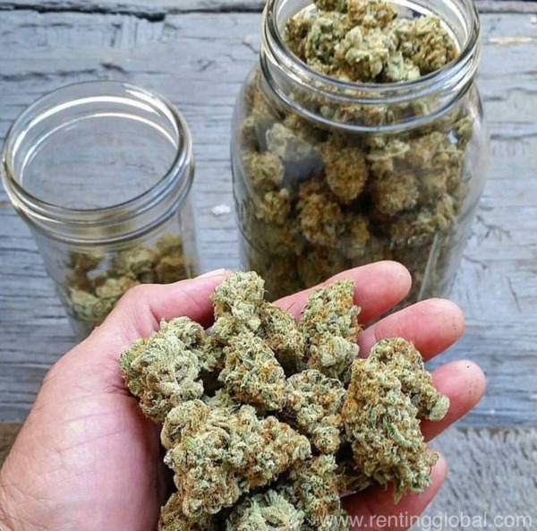 www.rentingglobal.com, renting, global, Pennsylvania, USA, weed is health and life, TOP MÉDICAL MARIJUANA IN ALL FORMS