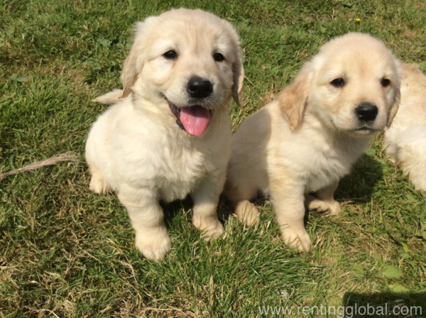 www.rentingglobal.com, renting, global, California City, CA, USA, Adorable golden retriever puppies available 
