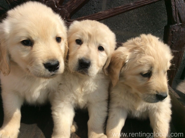 www.rentingglobal.com, renting, global, Finland, Adorable golden retriever puppies available 