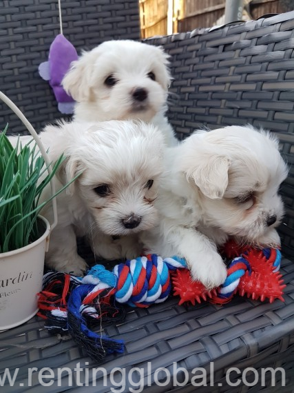 www.rentingglobal.com, renting, global, Utrecht, Netherlands, Healthy Male and Female Maltese puppies looking for a good home.