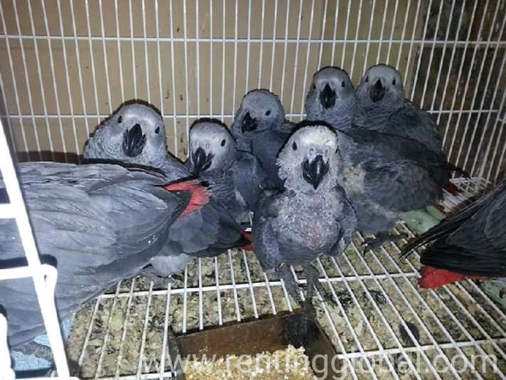 www.rentingglobal.com, renting, global, Denver, CO, USA, African grey parrot