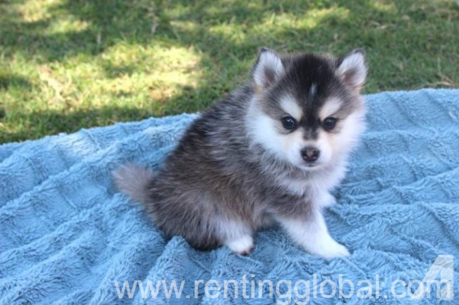 www.rentingglobal.com, renting, global, Washington, DC, USA, puppies, Lovely Pomsky Puppies Just For You And Your Family For sale