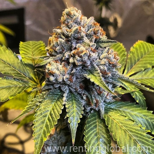 www.rentingglobal.com, renting, global, New York, NY, USA, marijuana, Weedsglobal cannabis