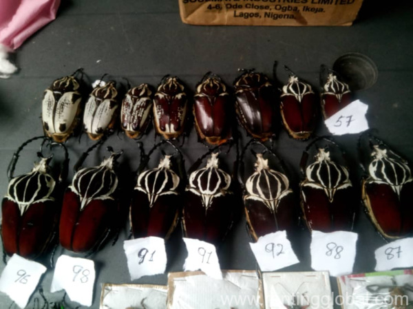 www.rentingglobal.com, renting, global, Cameroon,  African Goliath Beetles and others to go