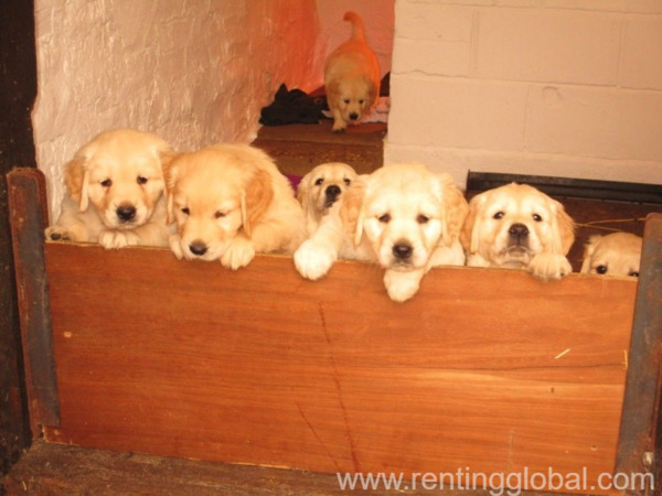 www.rentingglobal.com, renting, global, Los Angeles, CA, USA, Pedigree golden retriever puppies