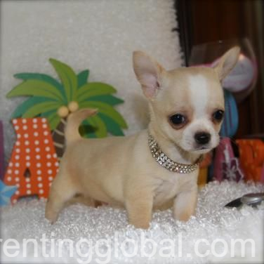 www.rentingglobal.com, renting, global, 100 Raoul Wallenberg Pl SW, Washington, DC 20024, USA, petslover, Five Stunning Chihuahua 