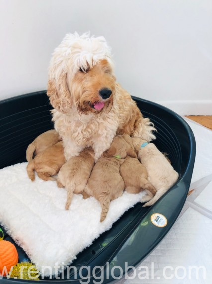 www.rentingglobal.com, renting, global, California, USA, for sale, F1 Chocolate Cockapoo Girl