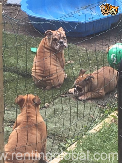 www.rentingglobal.com, renting, global, Cambodia, lovely, Beautiful Bulldog Babies