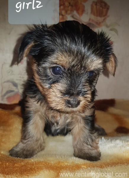 www.rentingglobal.com, renting, global, Cambodia, lovely, Home Bred Registered Female Chihuahua Pups
