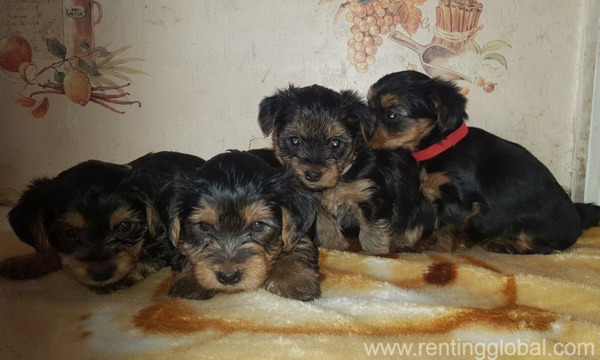 www.rentingglobal.com, renting, global, Australia, lovely, Beautiful Black And Tan Girl
