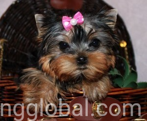 www.rentingglobal.com, renting, global, 245 N Undermountain Rd, Sheffield, MA 01257, USA, yorkshire terrier, Two adorable Yorkshire puppies available