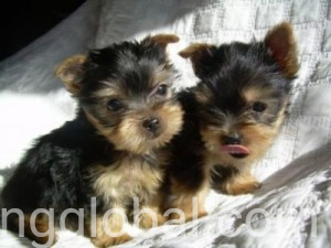 www.rentingglobal.com, renting, global, Houston, TX, USA, yorkshire terrier, Affectionate Yorkshire puppies available