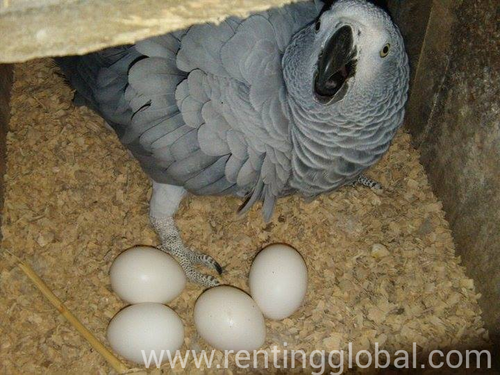 www.rentingglobal.com, renting, global, Douala, Cameroon, parrots, Cute Parrot species for sale at affordable prices. 